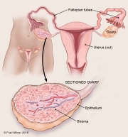Ovarian Anatomy