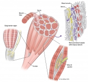Muscle Structures