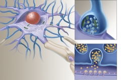 Neuron with Synapse